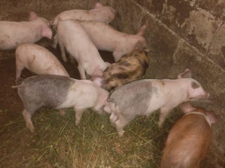 Продам домашних свиней 10-11кг кабанчики кастрированые