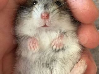 Urgent vind 3 hamsteri foarte dragalasi foto 1