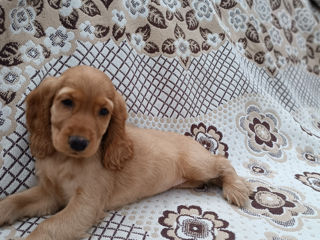 Cocher spaniel foto 10