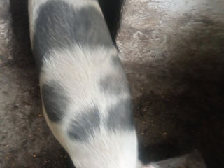 Urgent!vind porci! foto 3