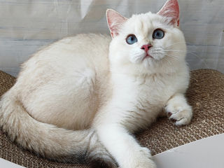 British shorthair, baiet foto 1