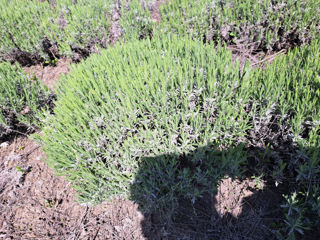 Lavanda foto 5