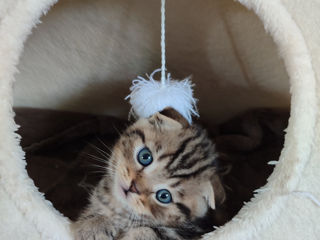 Продаются шотландские вислоухие котята(Scottish fold) foto 3