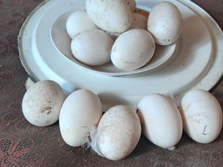 Ouă de gâscă (10 lei).Glodeni