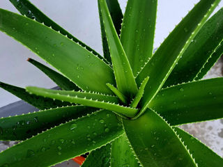 Vînd Aloe Vera 70 cm foto 5