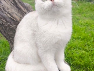 Pisoii British Shorthair foto 2