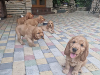 Disponibili: Ultimii 2 cățeluși Cocker Spaniel – Rasa pură, jucăuși și adorabili! foto 4