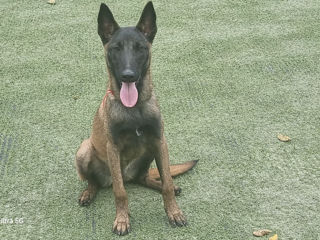 Belgian Malinois de vinzare foto 7