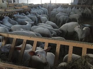 Vindem berbecuți și mielute rasa friza pură. фото 3