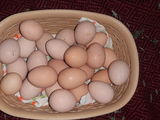 Яйца  Цессарок foto 2