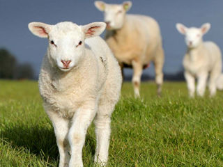 Овцы -  ягнята, цена договорная foto 6