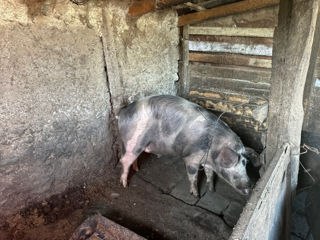 Vindem porc crescut in conditii de casă, mai multe detalii la telefon foto 3