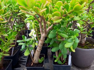 Crassula ovata (Денежное дерево) foto 9