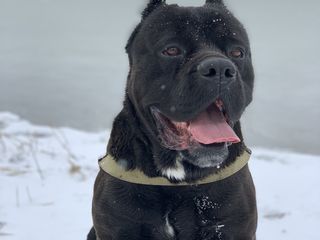 Cane Corso foto 2