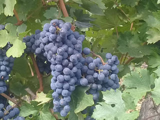 Struguri Cabernet,Merlot. foto 3