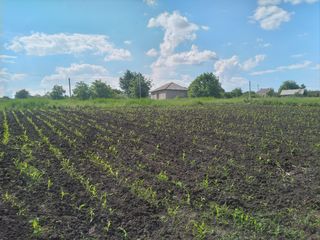 Se vinde teren 13.35 sote Peresecina cu titlu de constructie +30 cuburi de piatra tare foto 3