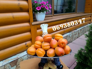 Pomi fructiferi -  persic , prun , vișin ,cais , prasad ... foto 8