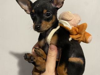 toy terrier