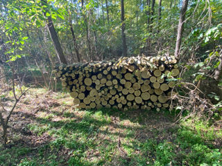 Vind lemn de foc specii tari stejar salcim în amestec foto 2