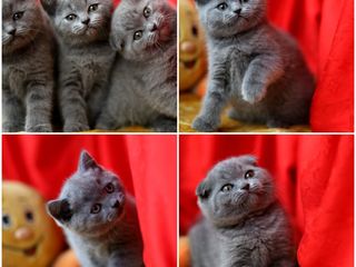 Monta, cu motan de rasa scottish fold! foto 6