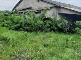 complex agroindustrial Sturzovca Glodeni foto 6