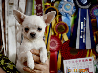 Чихуахуа Chihuahua foto 2