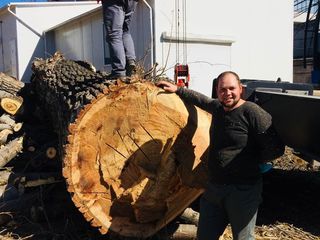 Спилить удалить накренившиеся или треснувшие дерево foto 2