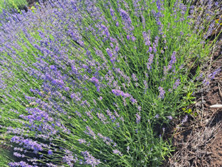 Lavanda foto 8