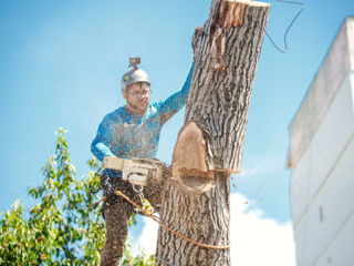 Defrisare arbori de orice dimensiuni si greutate.Arborist/Распиловка деревьев в труднодоступных мест foto 2