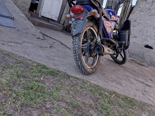 Alpha Moto alpha champ foto 3