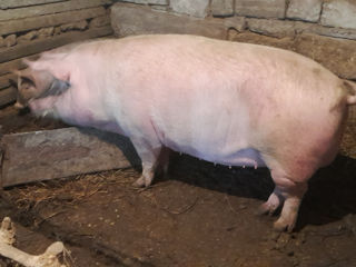 Vind porc mare are aproximativ 200 kg 40 lei kg