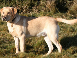 Labrador retriver