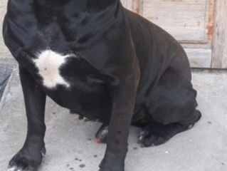 Cane corso cu acte în regulă la împerechere