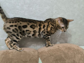 Bengal foto 3