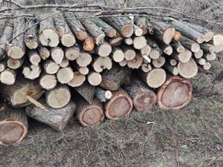 Колотые дрова твердых пород foto 3