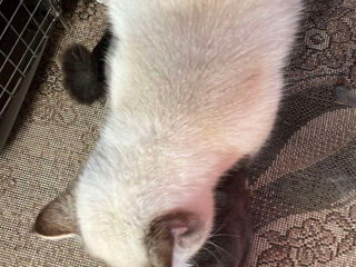 Motan Golden Chinchilla Point (Blue eyes) pt împerechere foto 9