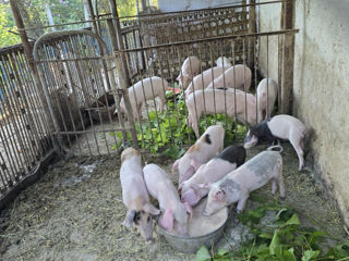 Spre vinzare porci 15-30 kg. foto 2