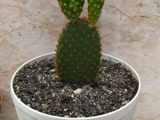 Cactus.Livrare. / Кактус. Доставка. foto 4