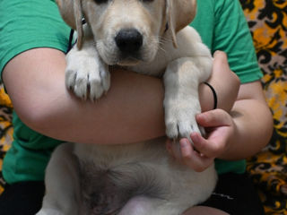 Labrador Retriever cățeluși foto 5