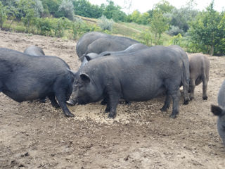 Porci bio pentru rotișor