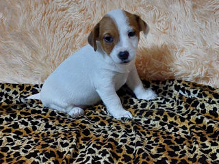 Vând căței jack russell terrier, născuți la 15 august. Or. Soroca foto 3