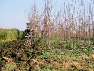 Pomi fructiferi - Prasad  Noiabriskaia . Seineț  Kyfera (Seanskaia) ,Vistovocinaia ,Noiabriscaia... foto 10