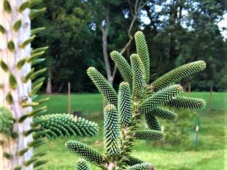 Пихта испанская (Abies pinsapo) foto 9