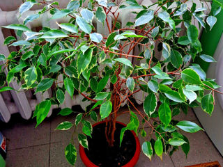 Ficus Benjamina