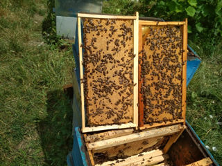 Vând familii de albine, roiuri pe rama 230 și 300