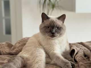 Motan de rasă pentru împerechere ( monta)– invităm pisici acasă la noi.  Кот для вязки ! фото 9