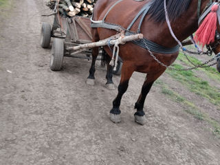 Se vinde iapă foto 9