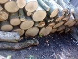 lemn de foc avem toate speciile livrarea gratuita foto 1
