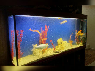 Срочно аквариум (400 литров) с тумбой foto 5