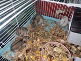 Hamsteri gratis foto 4